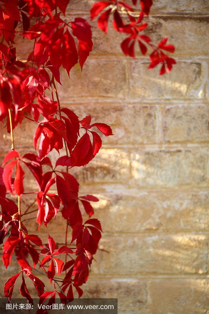 红藤在砖墙上生长