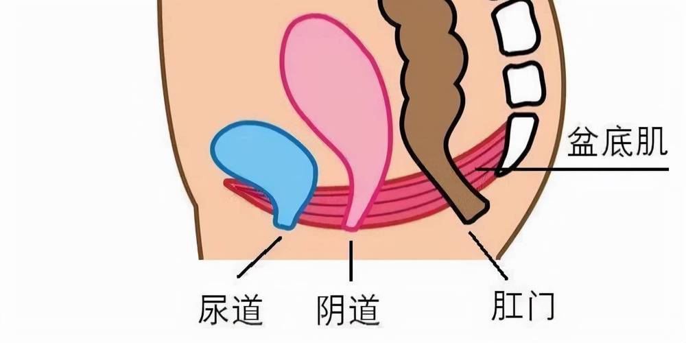 女性尿道口的结构是怎样的?