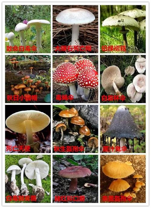 目前,世界上已发现的毒蘑菇种类多达400余种,分布广泛,毒性各异,我国