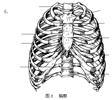 横线指出的各结构的名称:【实训报告】腹直肌鞘,腹白线,腹股沟管(位置