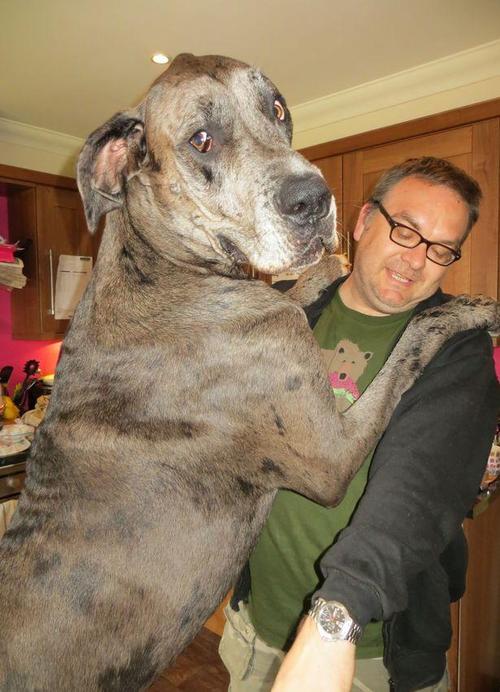 英国8岁巨型狗狗去世生前为吉尼斯纪录最高狗狗身高2米多