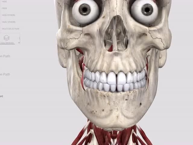 头前直肌—功能解剖视频