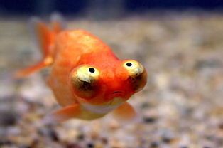 金鱼眼睛突出是什么原因