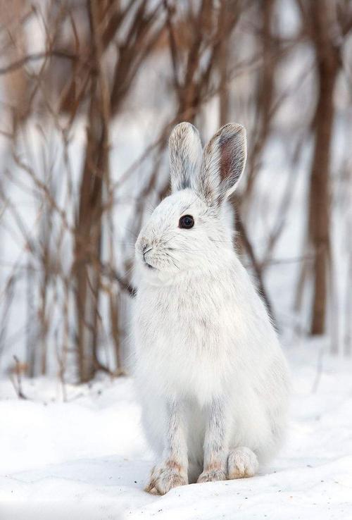 兔形目兔科兔亚科兔属白靴兔冬季