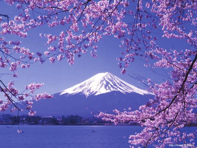 日本东京正式进入樱花季