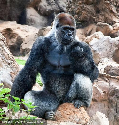大型雄性银背大猩猩坐着