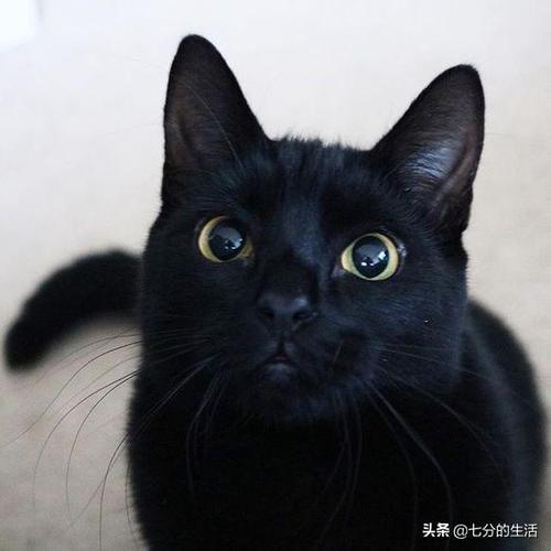为什么现在养黑猫的人越来越少了背后原因让人无语