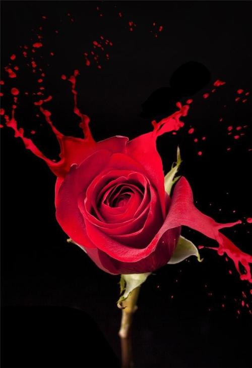 壁纸满屏活血                              99朵大红色玫瑰花图片