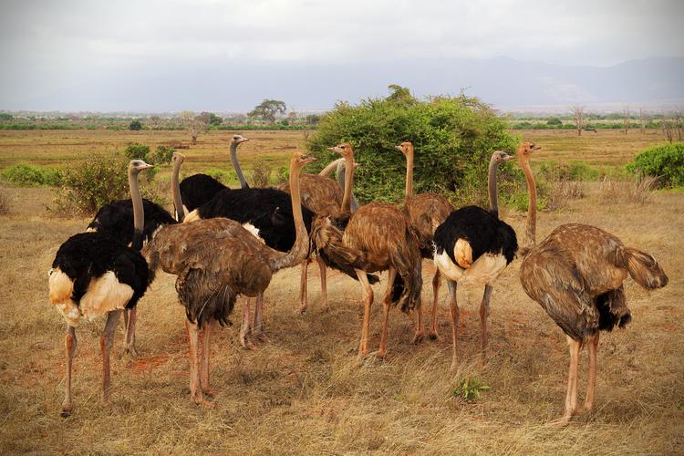 非洲鸵鸟图片1440x900分辨率查看