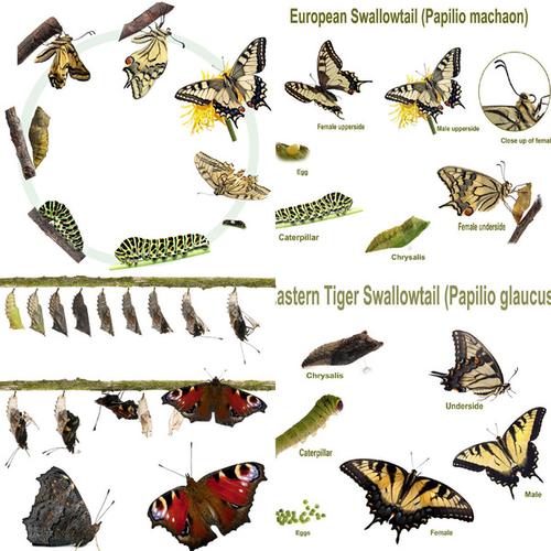 10个jpg蝴蝶进化过程蝴蝶幼虫高清图片 图片 设计素材 2016020836