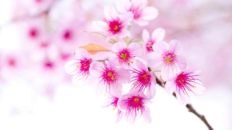 春天的樱花,粉红色的花朵特写 壁纸