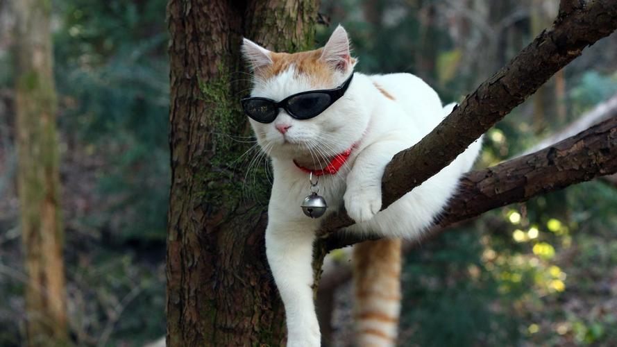 一只戴眼镜的猫的图片