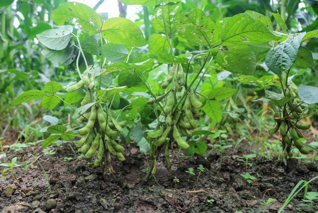 象州县推广玉米大豆带状复合种植实现一季双收