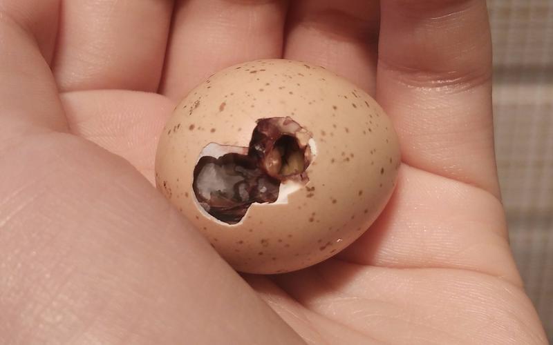 【竹鸡·崽崽】2019年5月20日一颗蛋的破壳出生,山上捡来的
