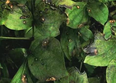 牡丹花叶子上黑斑很有可能是因为植株遭受到了黑斑病的侵染,通常在刚