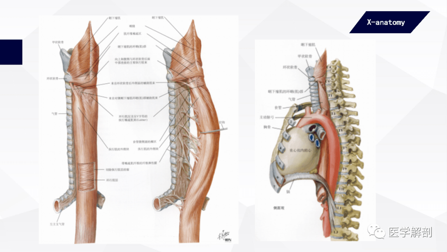 人体解剖学:消化管 | 食管_医学