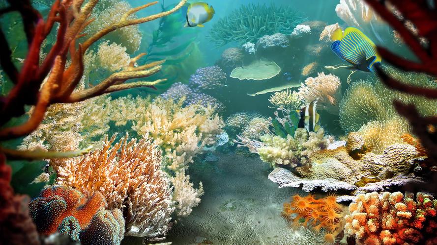 4k3d海底世界鱼群海洋生物珊瑚礁