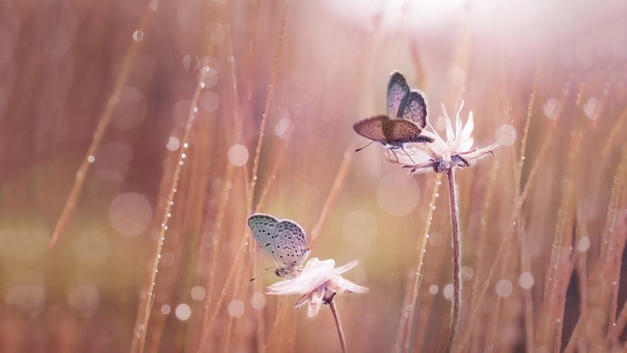 大自然,蝴蝶,花卉,唯美,如影相随的蝴蝶壁纸