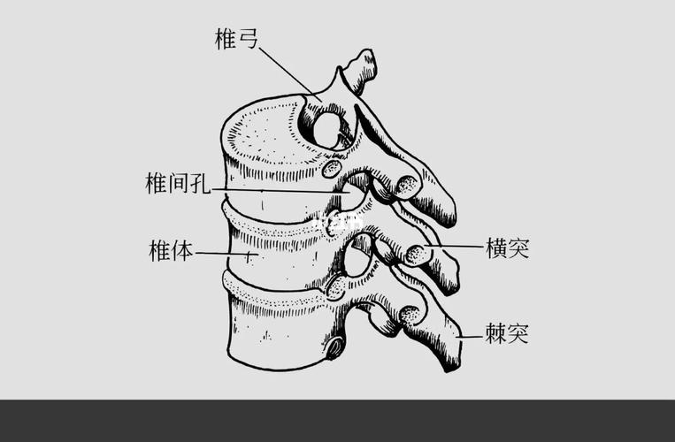 孔串成管容脊髓,莫与椎间孔混同.