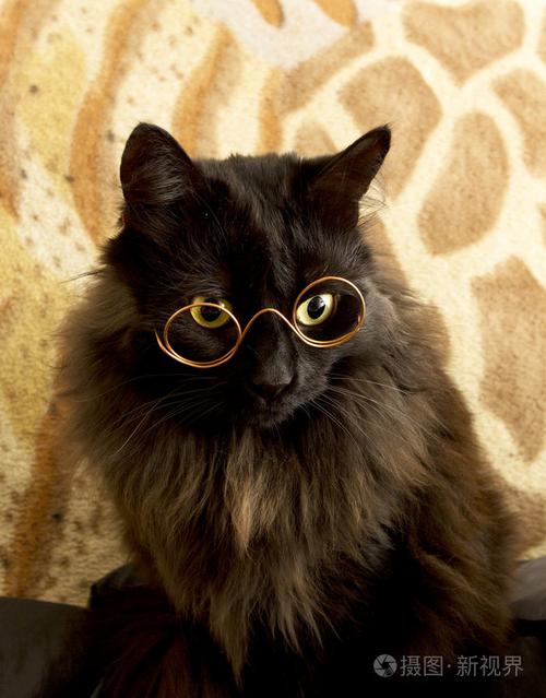 戴着眼镜的黑猫