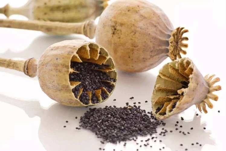罂粟的籽和壳(大烟籽和大烟壳)