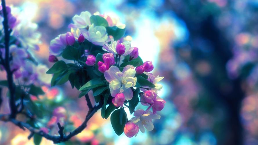 春天,苹果树,鲜花 iphone 壁纸