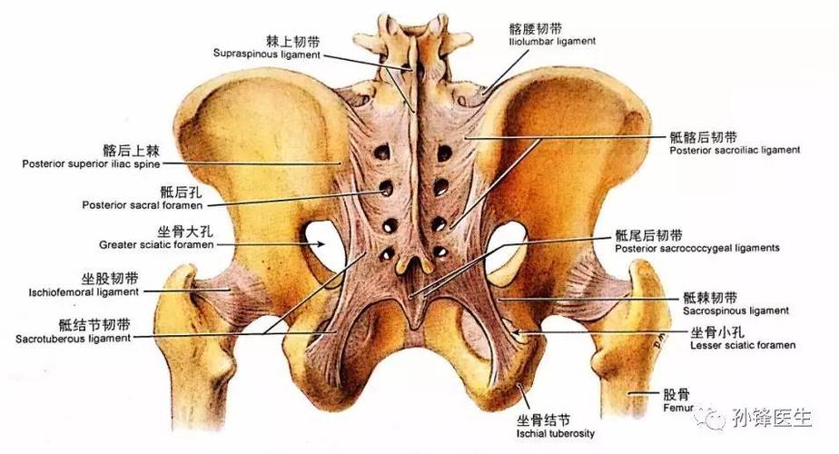 图(4):骨盆及其韧带(后面观)