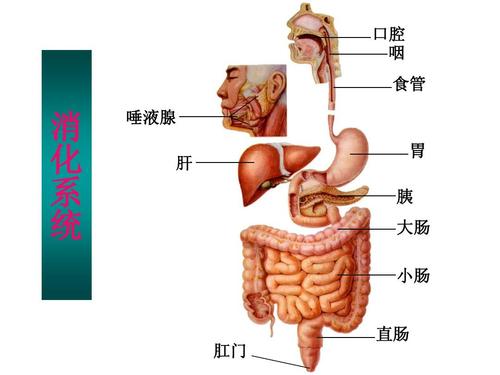 抗消化些溃疡药 口腔 咽 食管 消 化 系 统 唾液腺 肝 胃 胰 大肠
