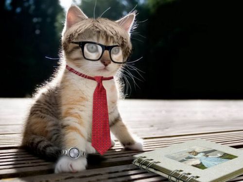 戴眼镜的猫宠物 短毛猫