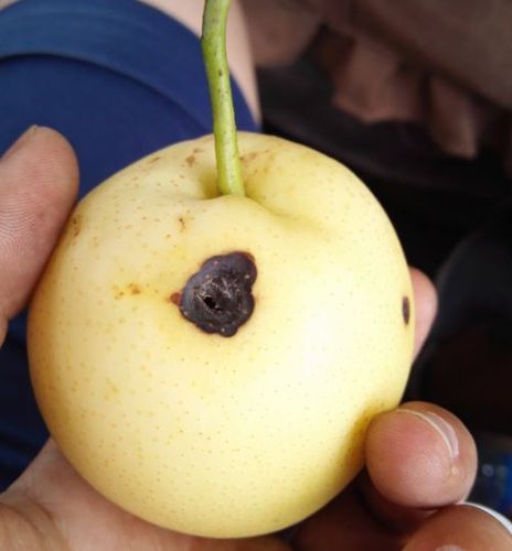 梨黑斑病对梨树可造成什么危害看了这篇文章你就懂了