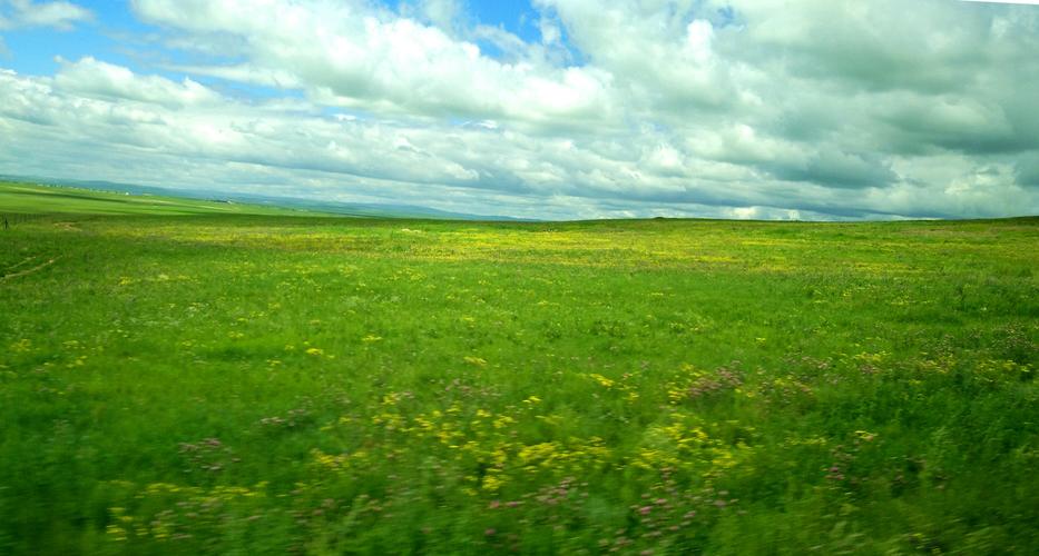 蓝天下,大片的野花点缀着绿色的草原