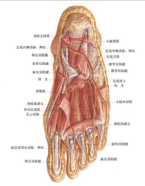 足底的神经 (4)-人体解剖-医学