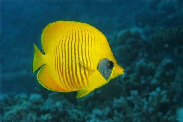海洋生物之四:海底漂亮的鱼