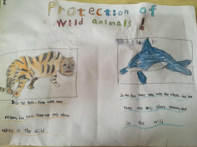 人民路小学六2班保护动物英语海报手抄报展有关老虎的手抄报老虎手