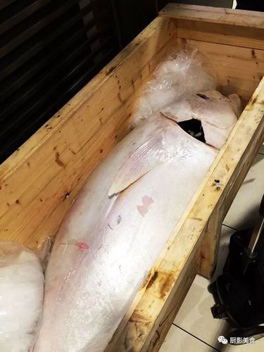 全球罕见真正的白金枪鱼现身日本