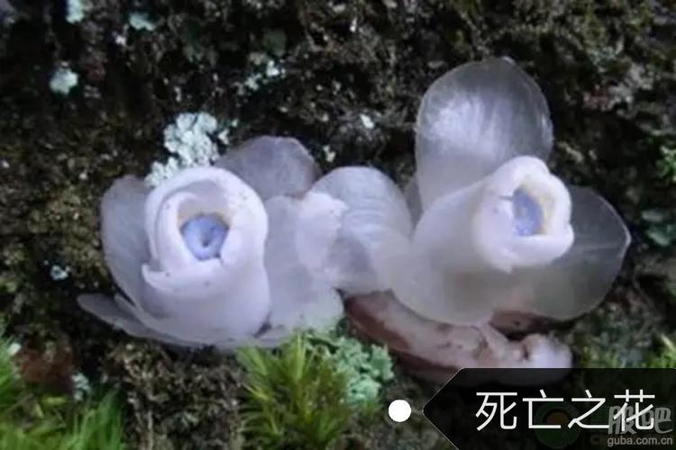 水晶兰,有"冥界之花","死亡之花"等别称,属多年生草本腐生植物.
