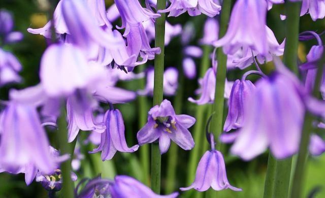 这些美丽的紫色花朵叫做风铃草