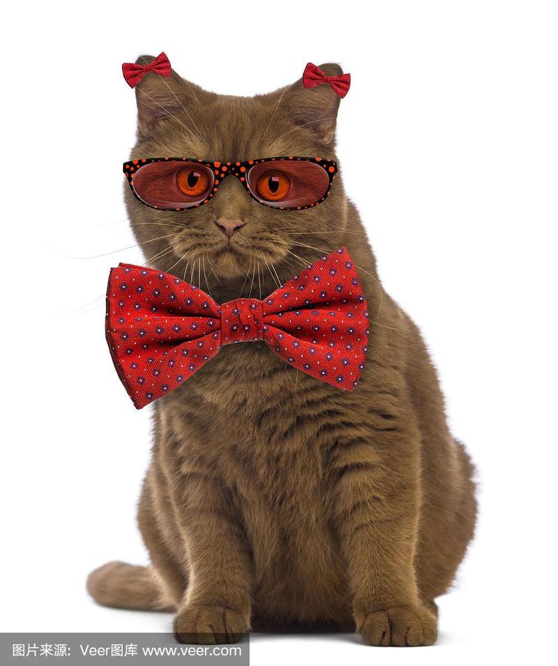 戴眼镜,系领结的英国短毛猫