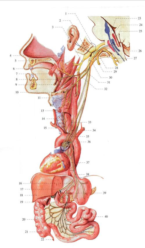 迷走神经的纤维成分及其分布 (模式图)-系统解剖学-医学