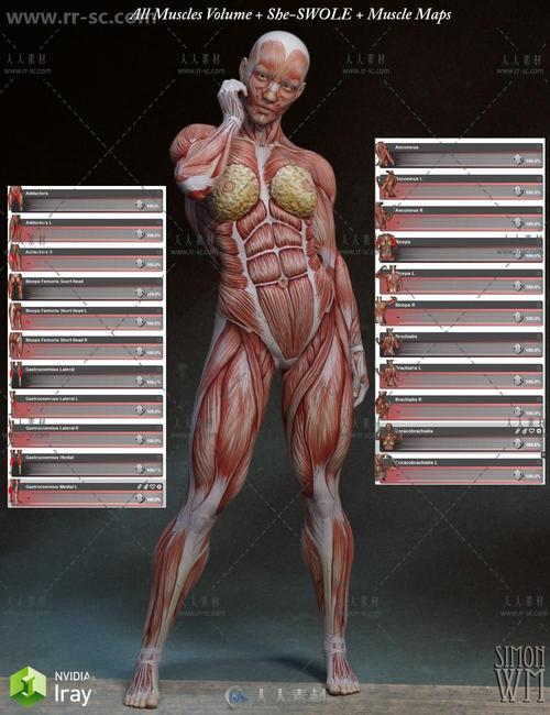 女性人体肌肉超精细解剖3d模型