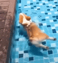 柯基第一次学游泳,结果屁屁太丰满,直接浮在水面上动不了!