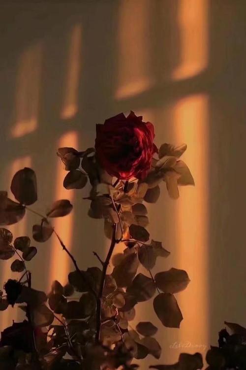玫瑰图愿你人生多浪漫