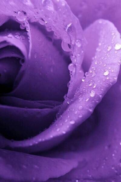 紫色的花_唯美意境图片_扣扣居
