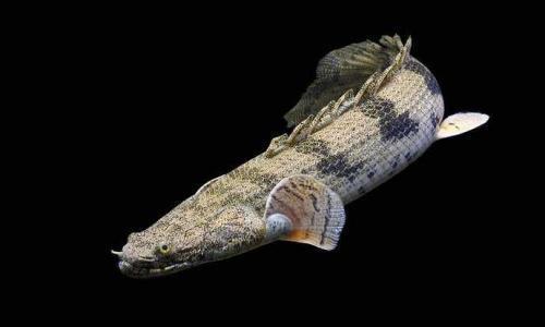 虎纹恐龙王鱼一个被称为世界上最漂亮的恐龙鱼