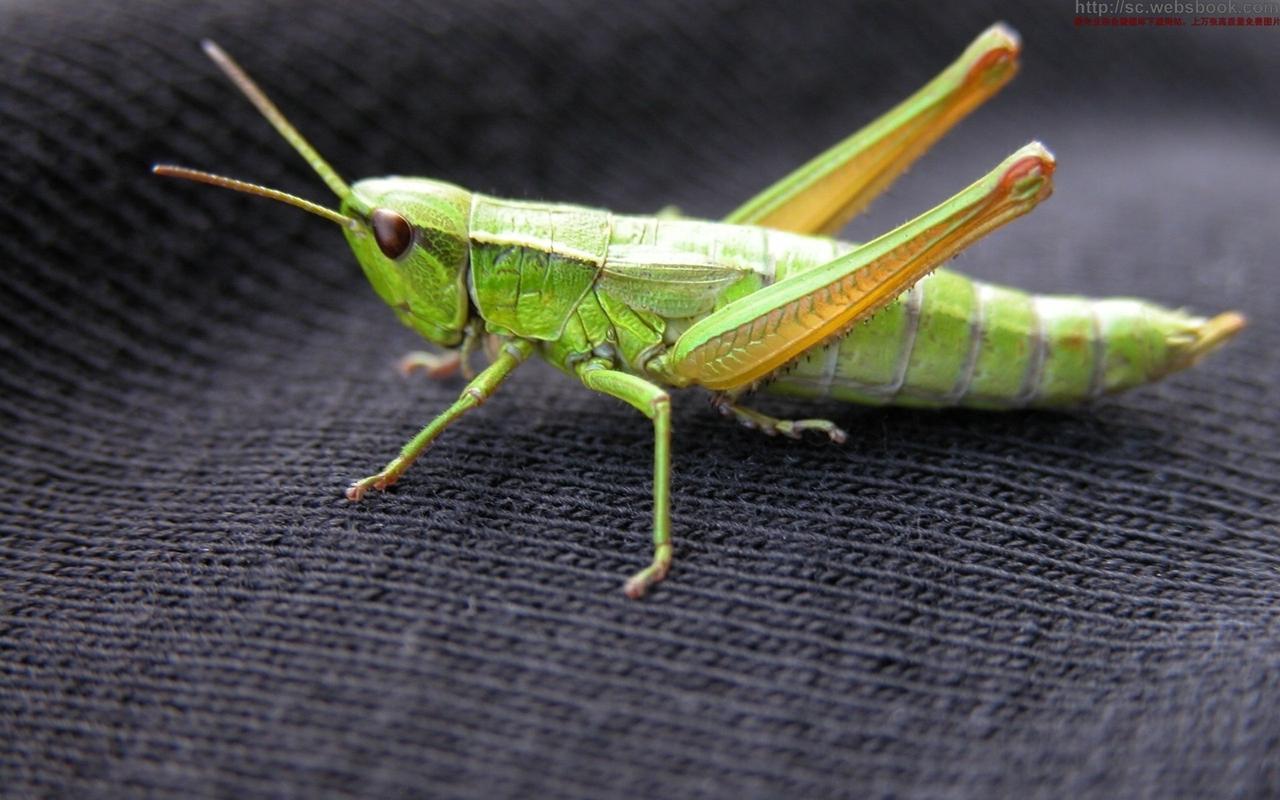 绿色蚂蚱蝗虫图片