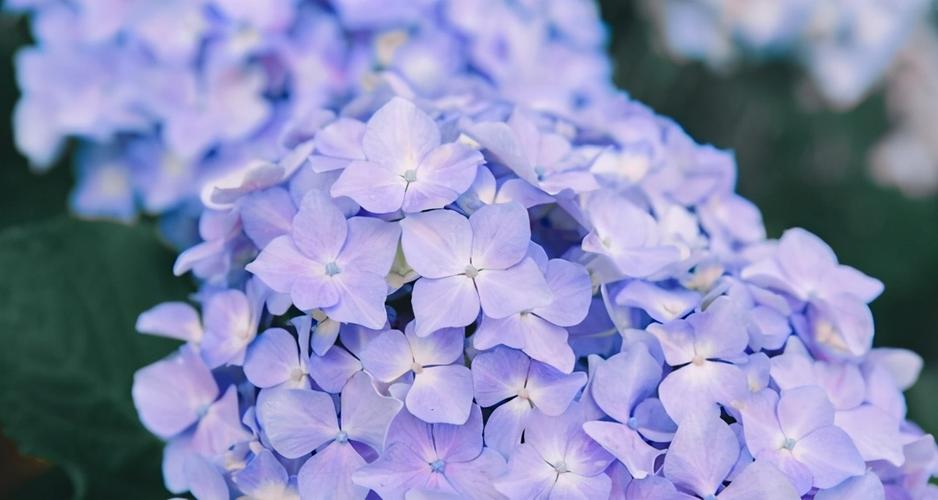 夏季种花就得选"清凉花",几种蓝色系花卉,盛开时清雅又惊艳
