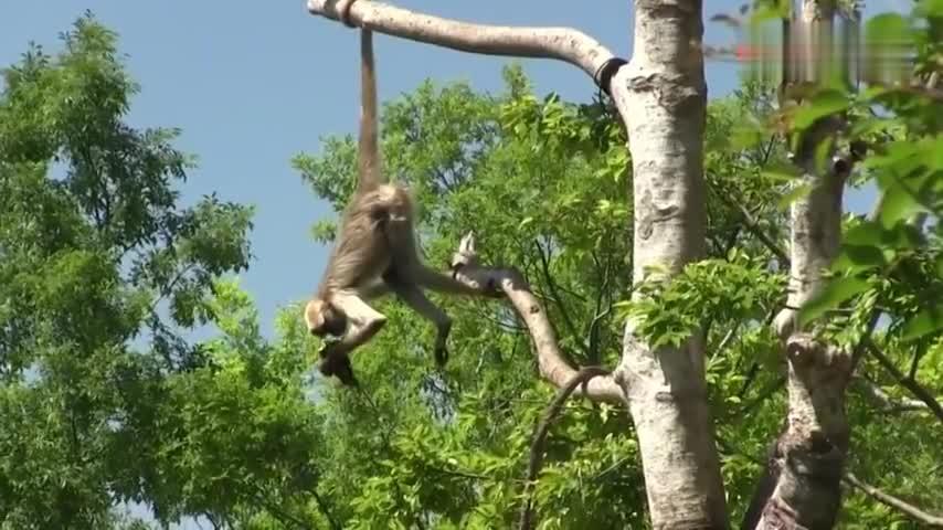 这是什么品种的猴子,尾巴往树上一卷,可以挂在树上荡秋千了-动物视频