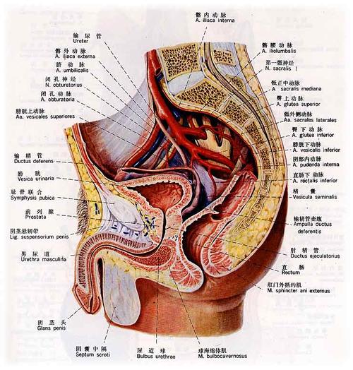 三个狭窄是尿道内口,膜部和尿道外口.