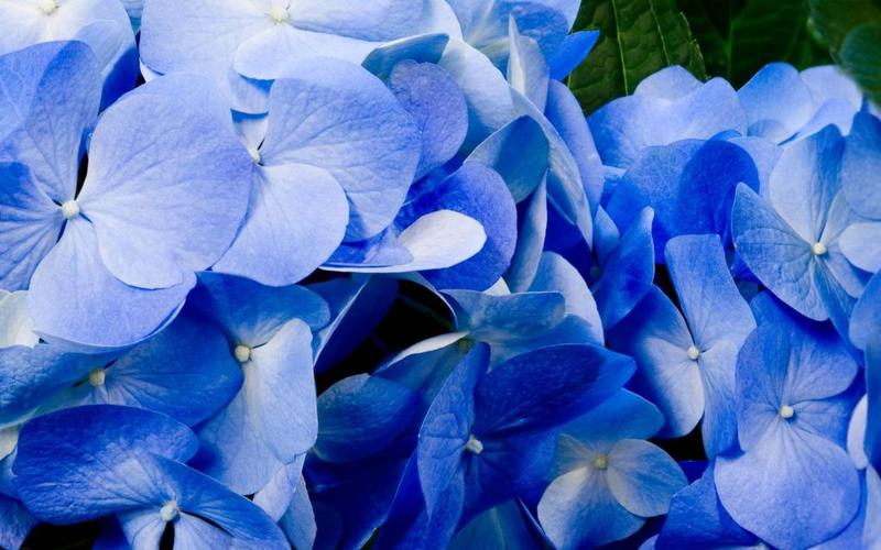 蓝色花朵壁纸高清原图查看