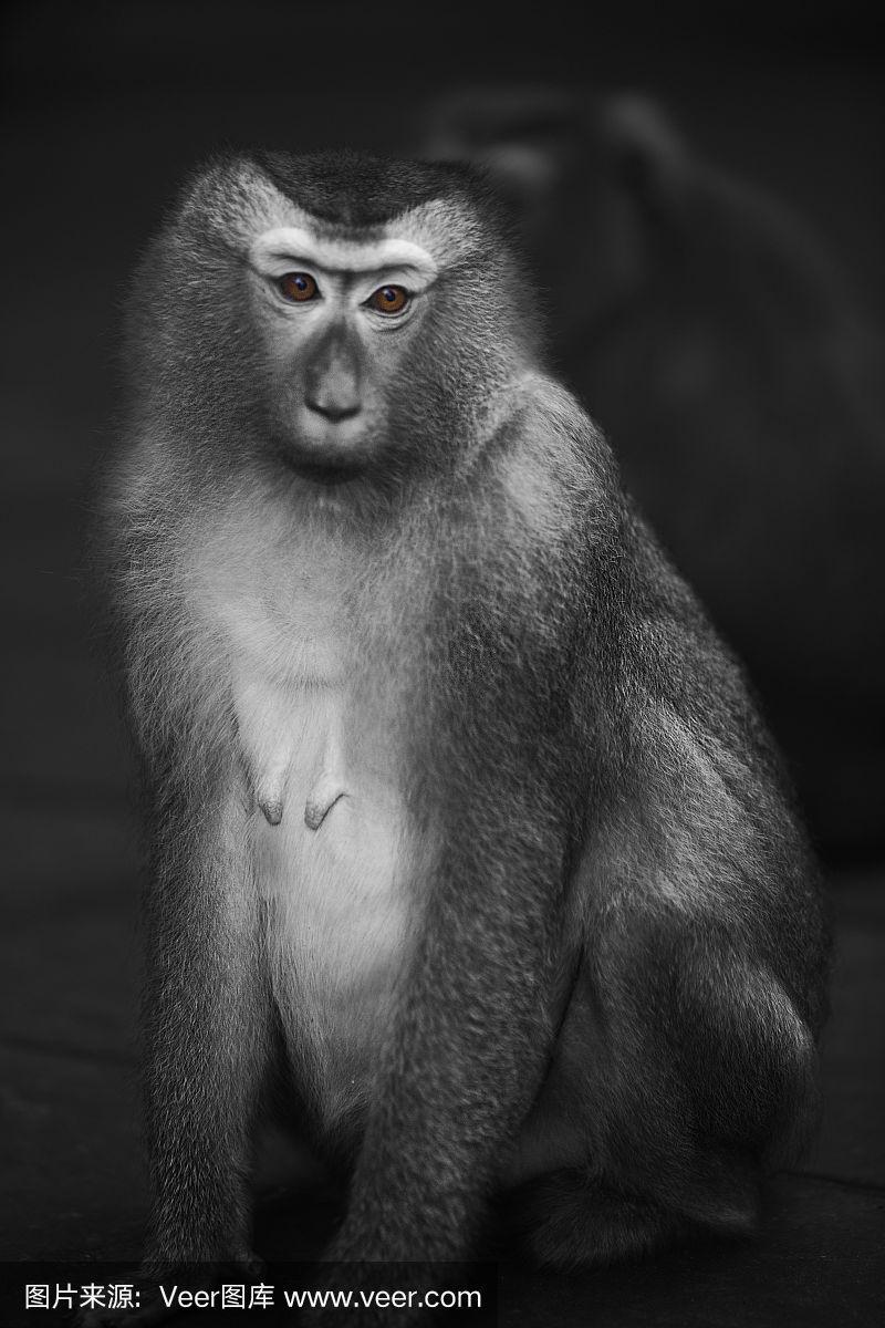 野生泰国猴子黑白摄影系列